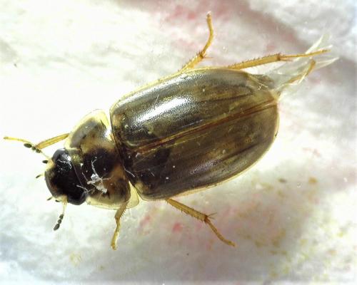 Enochrus quadripunctatus